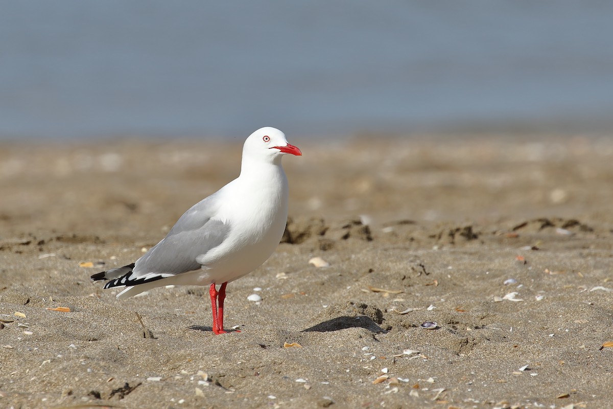 Silver Gull - ML645311634