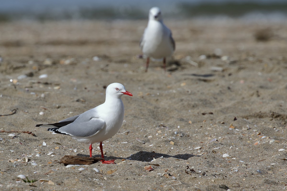 Silver Gull - ML645311635