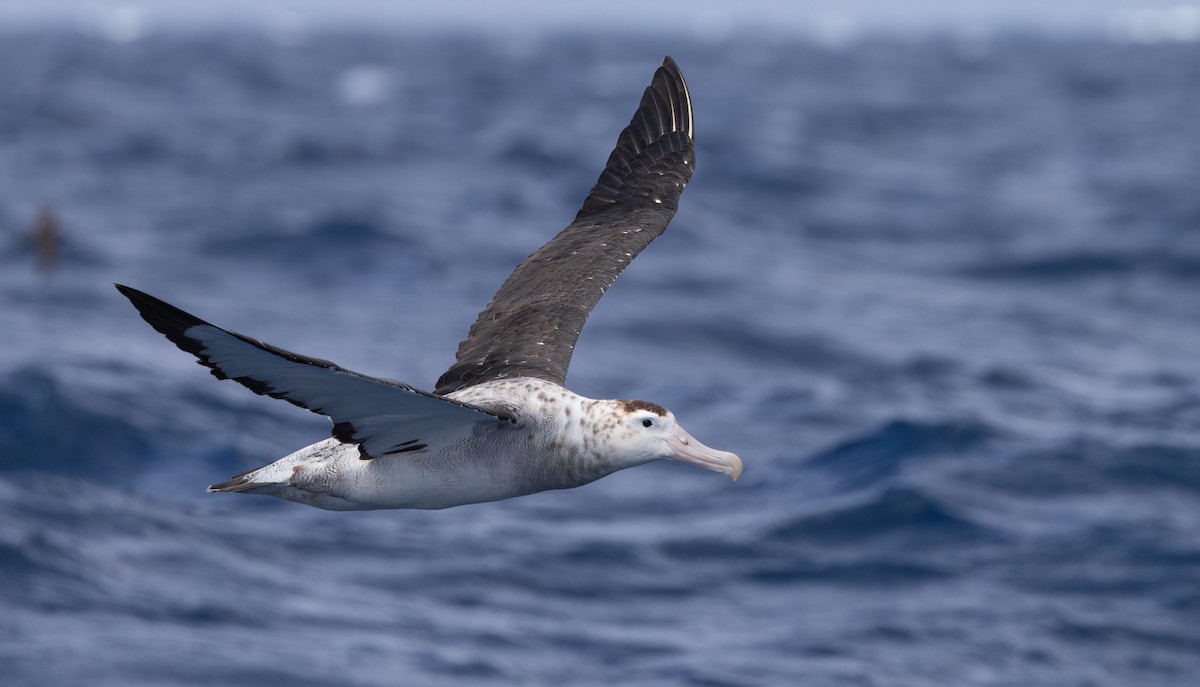 Antipodean Albatross (New Zealand) - ML645311639