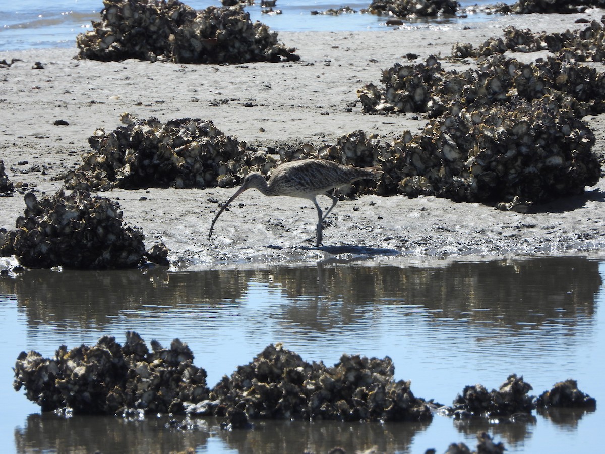 Far Eastern Curlew - ML645311641