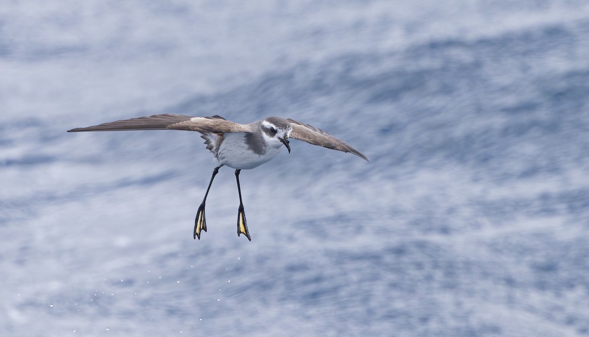 White-faced Storm-Petrel - ML645311644