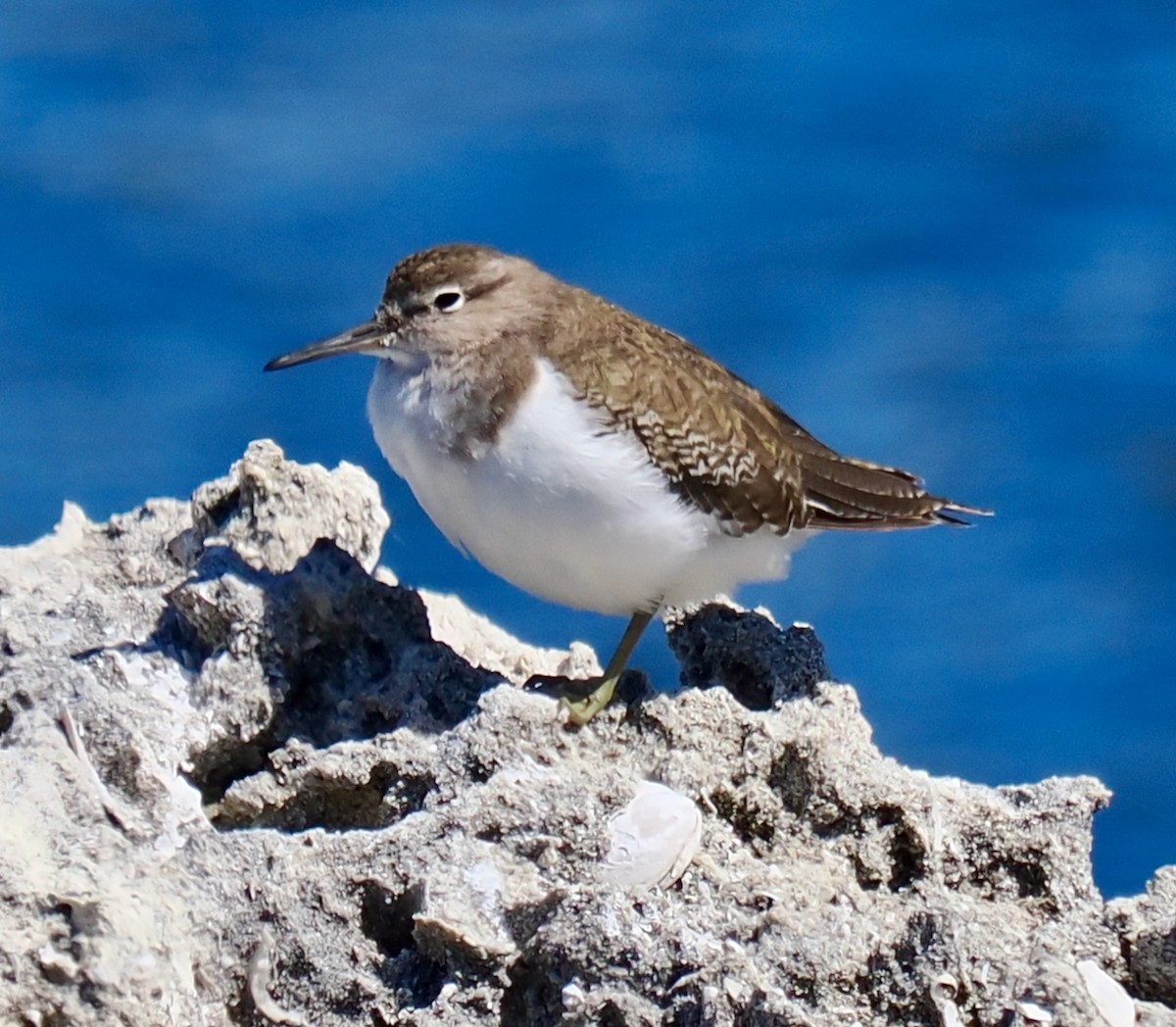 イソシギ - ML645311680