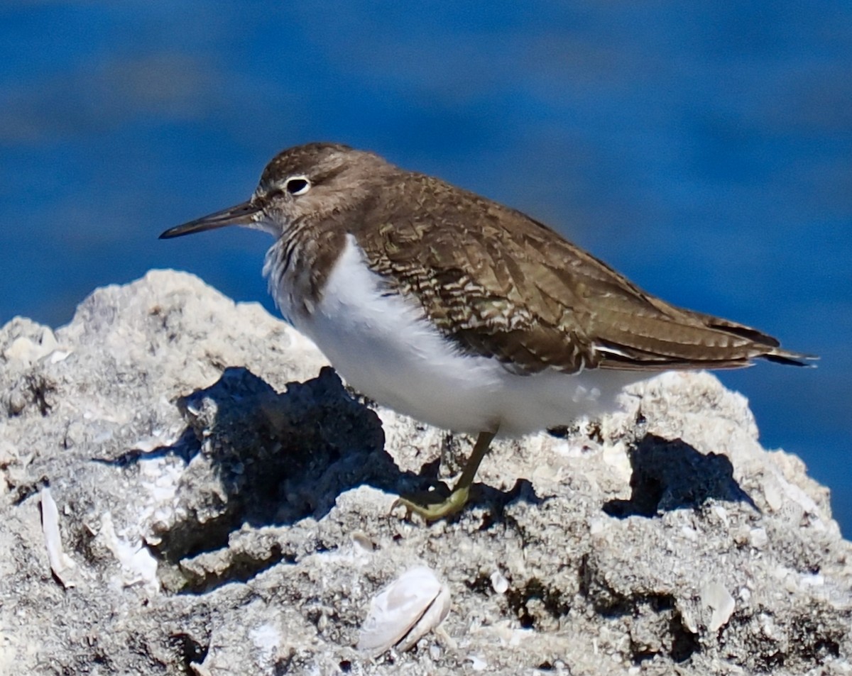 イソシギ - ML645311681