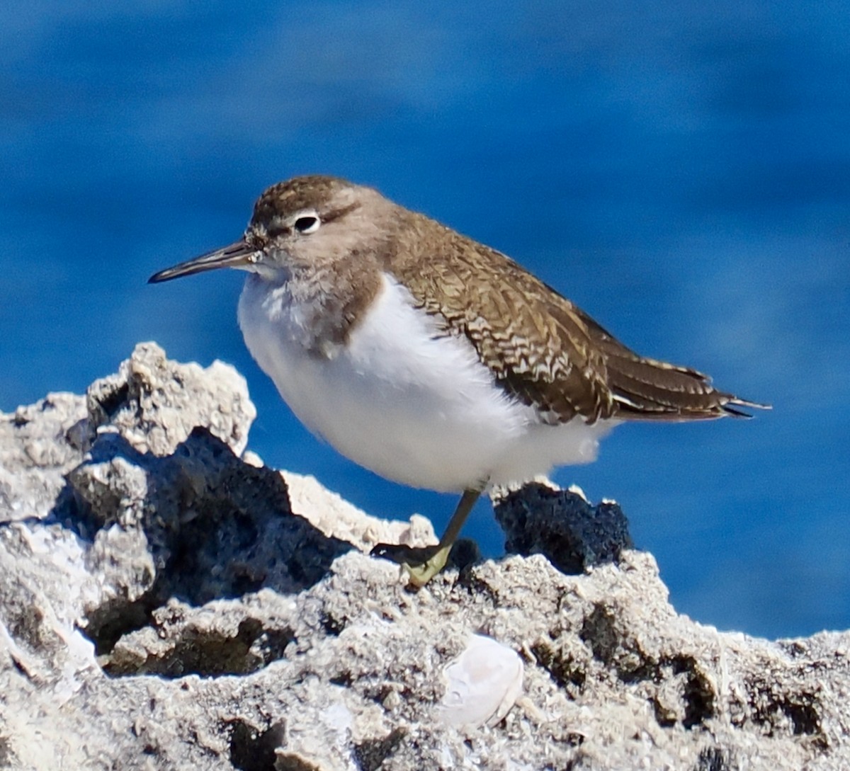 イソシギ - ML645311682