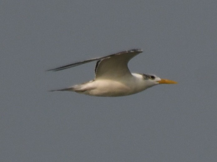 ベンガルアジサシ - ML645311685