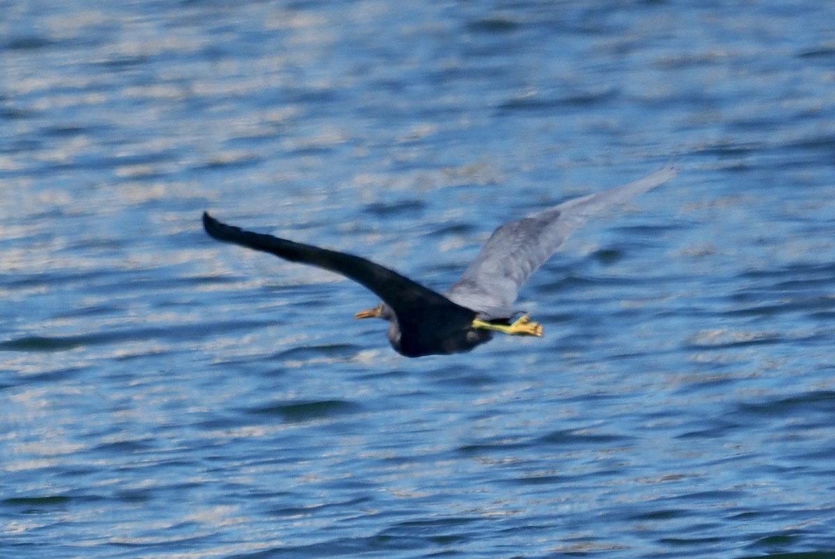 クロサギ - ML645311690