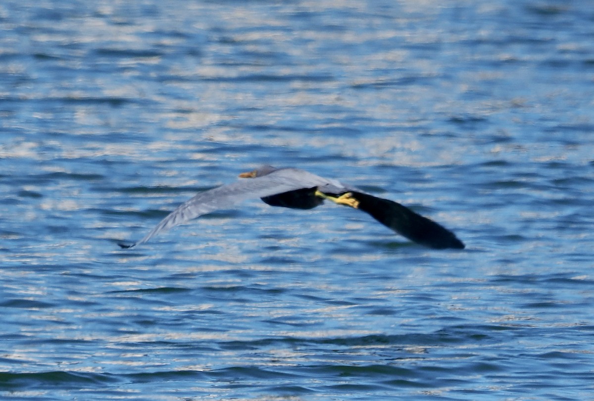 クロサギ - ML645311691