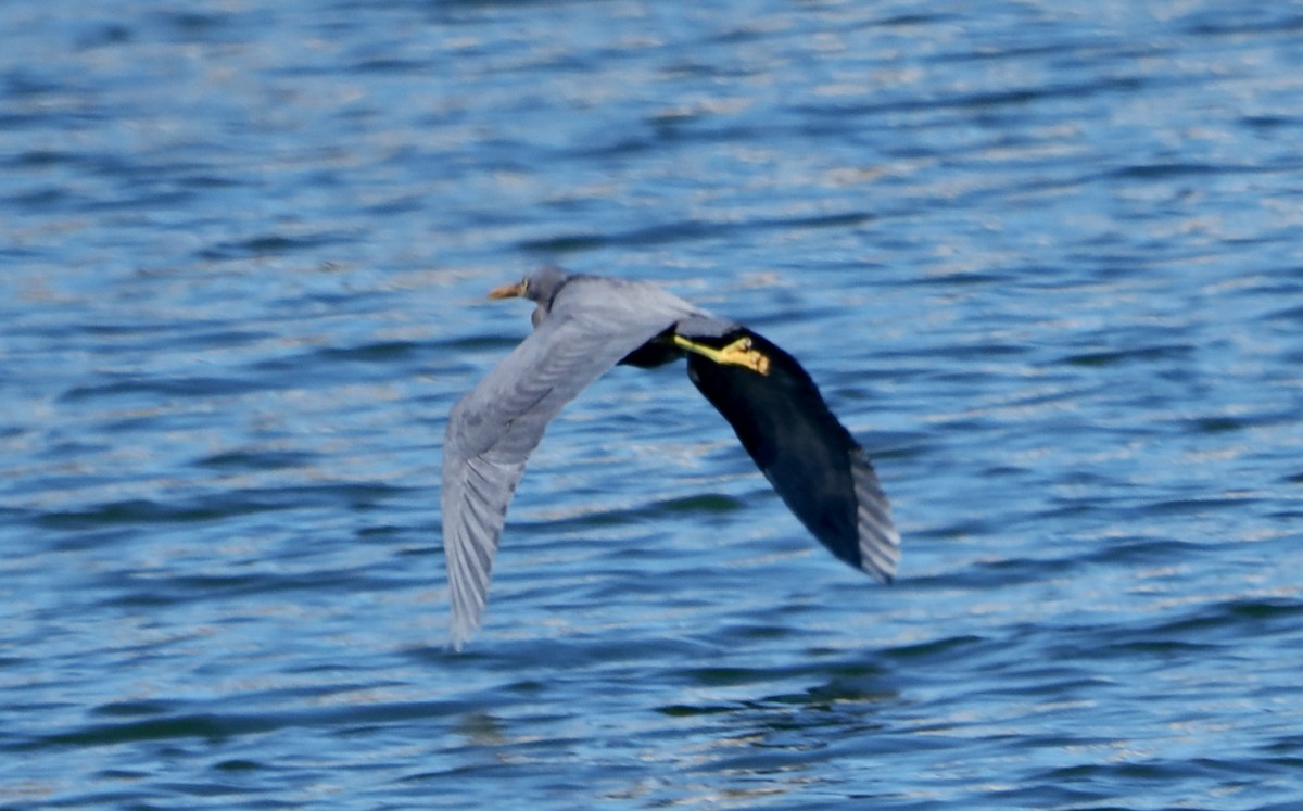 クロサギ - ML645311692