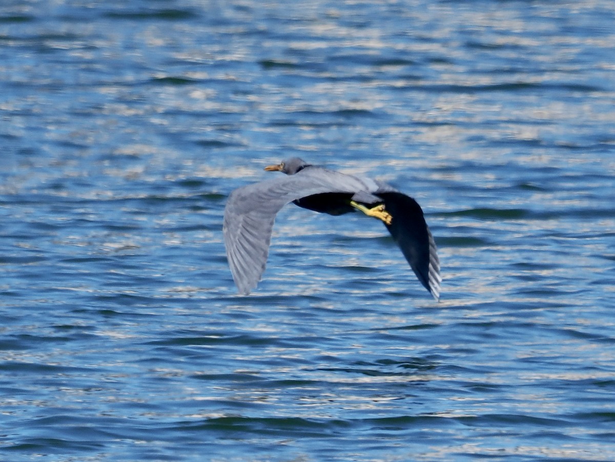 クロサギ - ML645311693