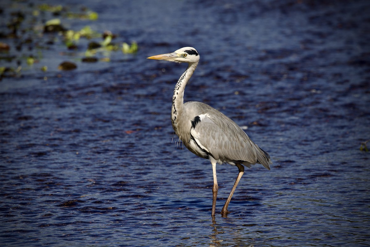 アオサギ - ML645311694