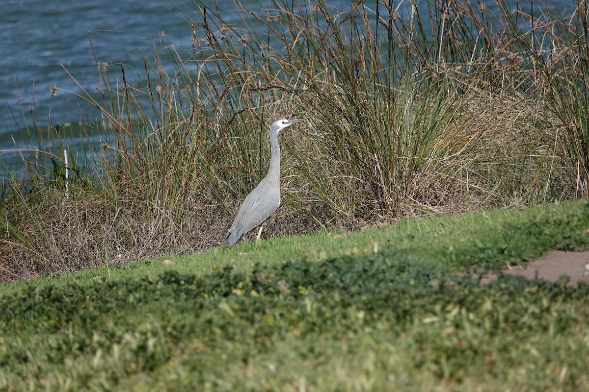 White-faced Heron - ML645311695