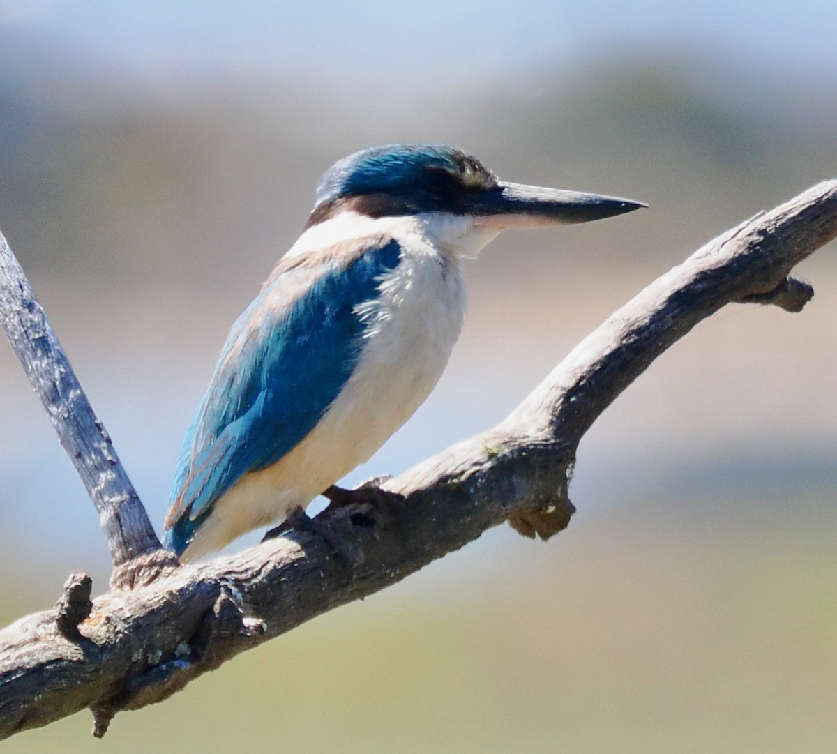 ヒジリショウビン（sanctus） - ML645311696