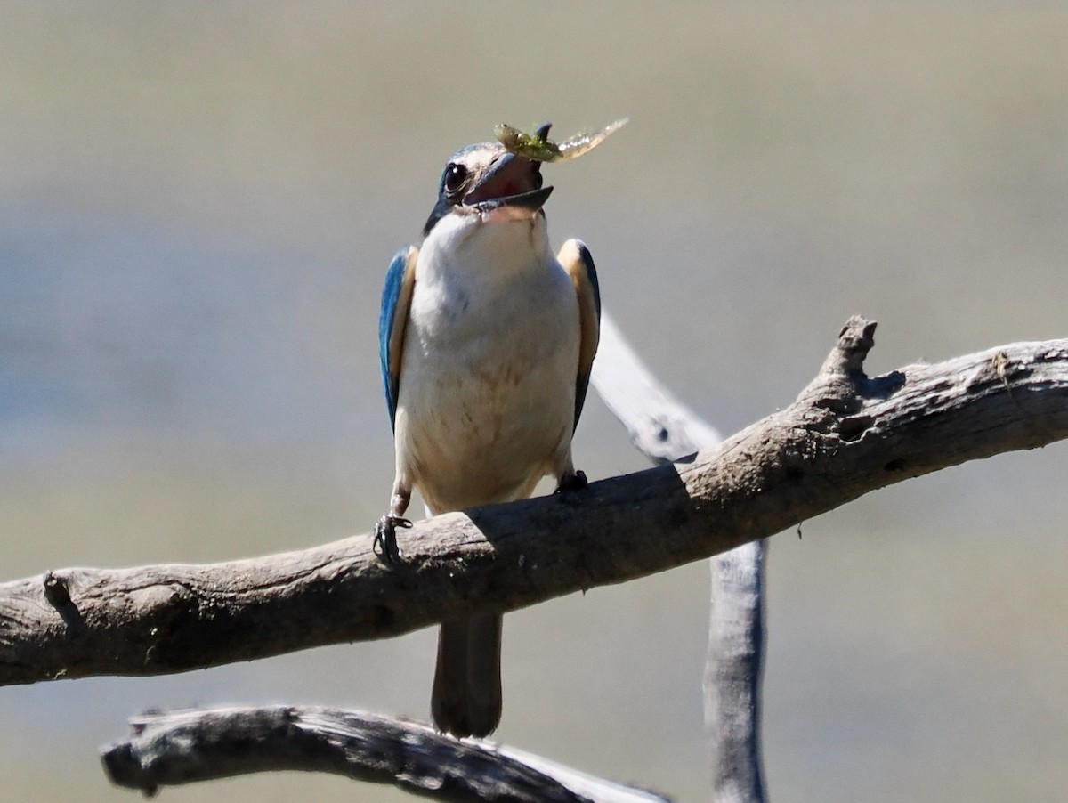 ヒジリショウビン（sanctus） - ML645311697