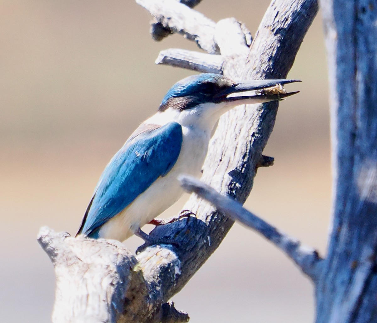 ヒジリショウビン（sanctus） - ML645311698