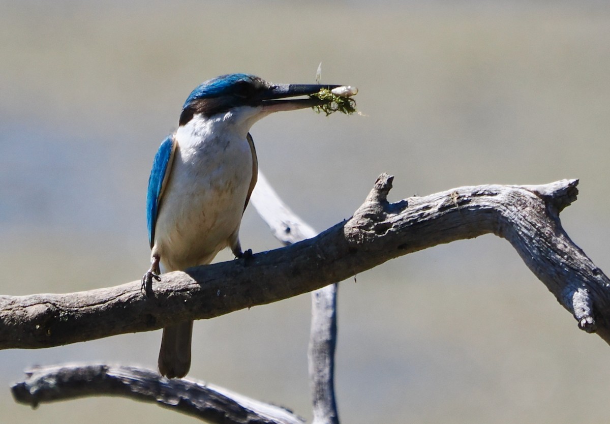 ヒジリショウビン（sanctus） - ML645311699