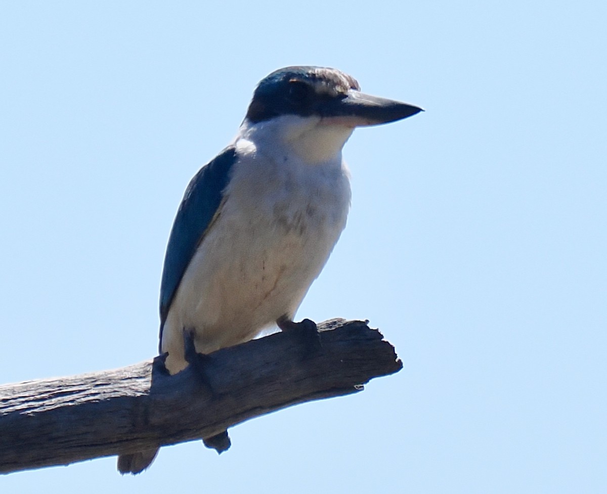 ヒジリショウビン（sanctus） - ML645311700