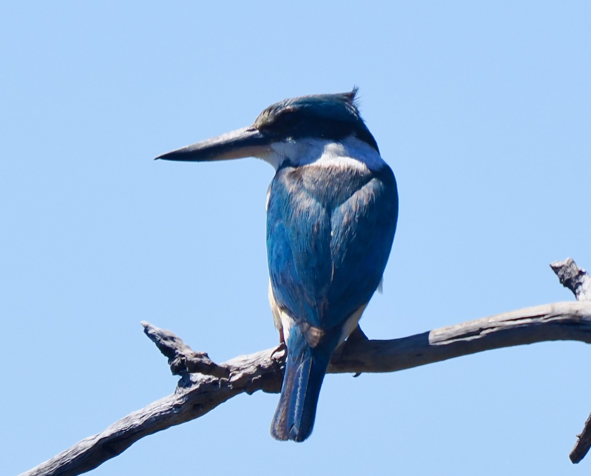 ヒジリショウビン（sanctus） - ML645311701