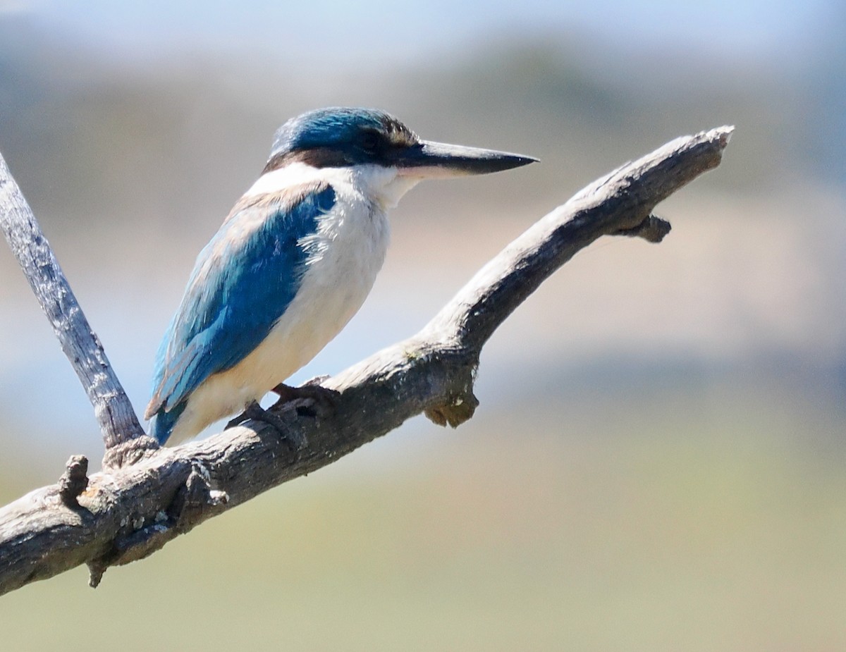 ヒジリショウビン（sanctus） - ML645311702