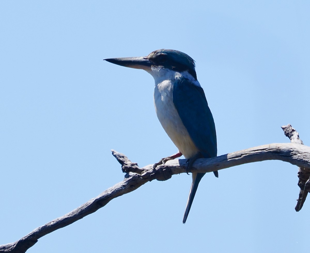 ヒジリショウビン（sanctus） - ML645311703