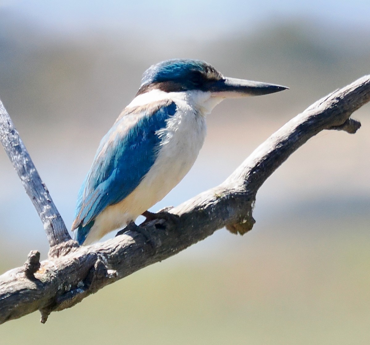 ヒジリショウビン（sanctus） - ML645311704