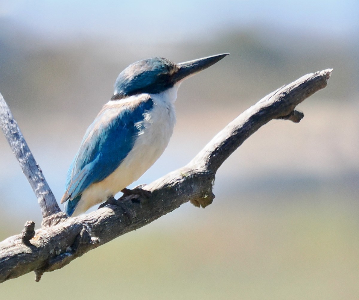 ヒジリショウビン（sanctus） - ML645311705