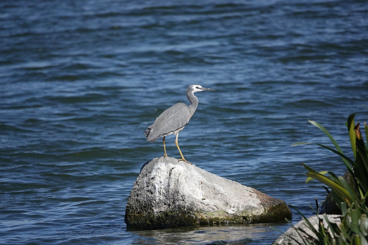White-faced Heron - ML645311706