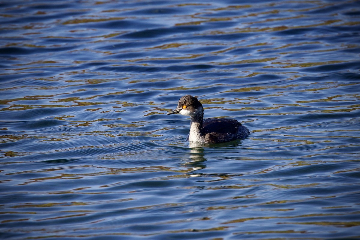 ハジロカイツブリ - ML645311707