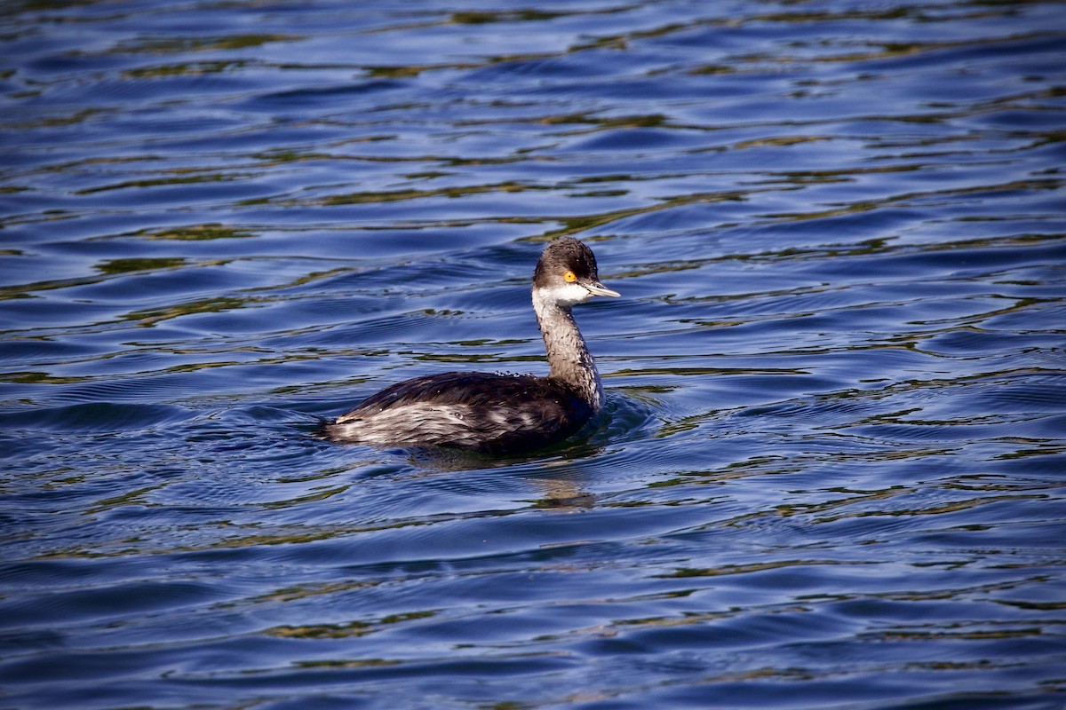 ハジロカイツブリ - ML645311708