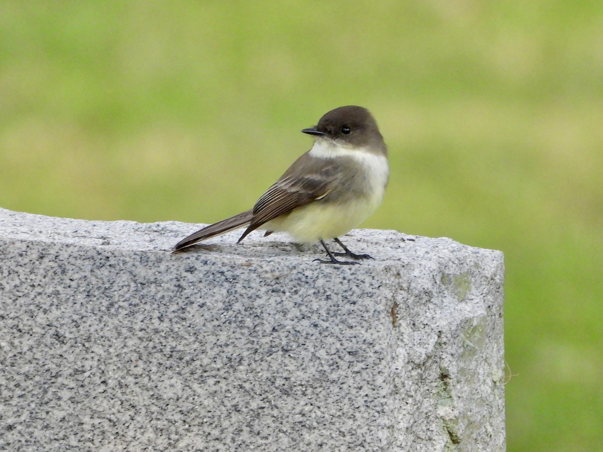 ツキヒメハエトリ - ML645311709