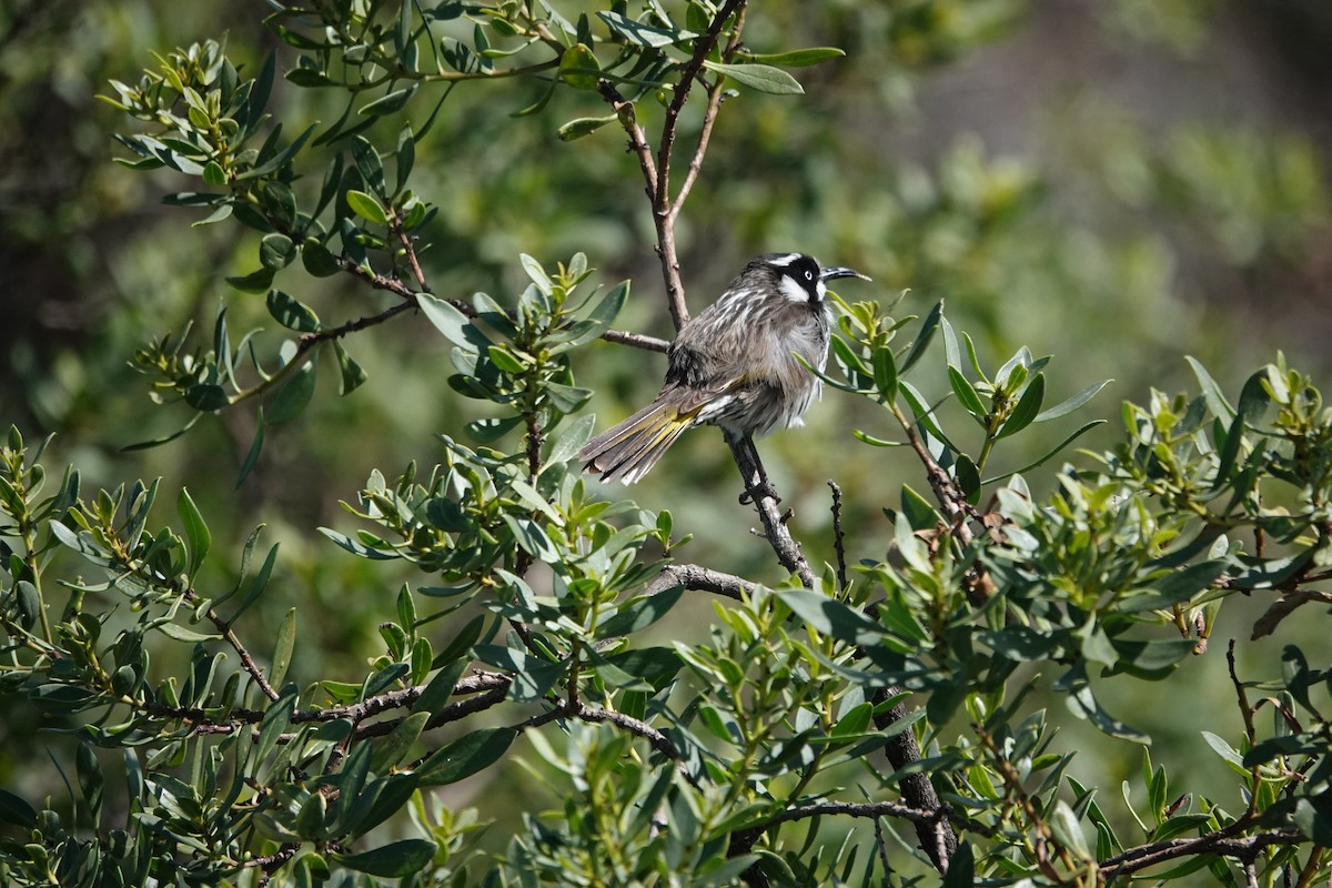 New Holland Honeyeater - ML645311710