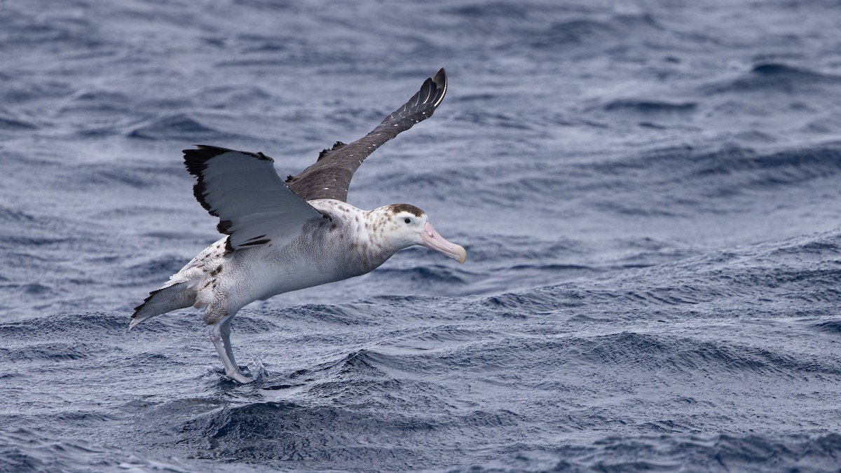 Antipodean Albatross (New Zealand) - ML645311711