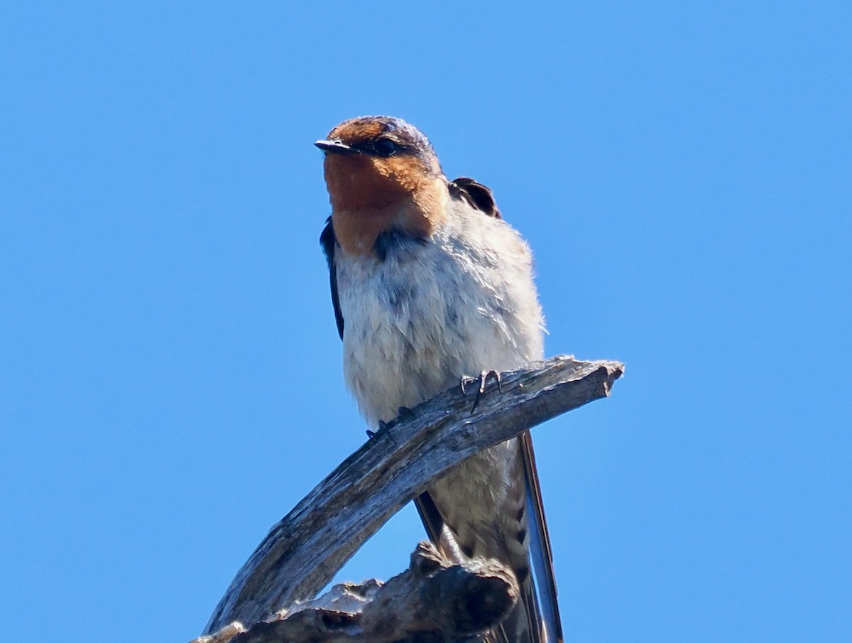 オーストラリアツバメ - ML645311712