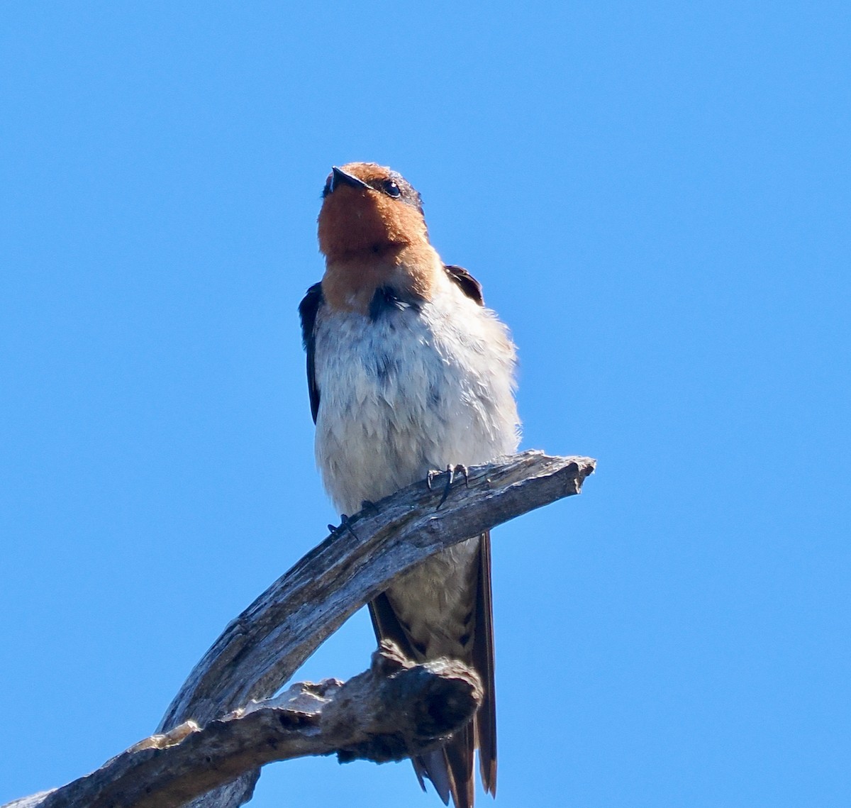 オーストラリアツバメ - ML645311713