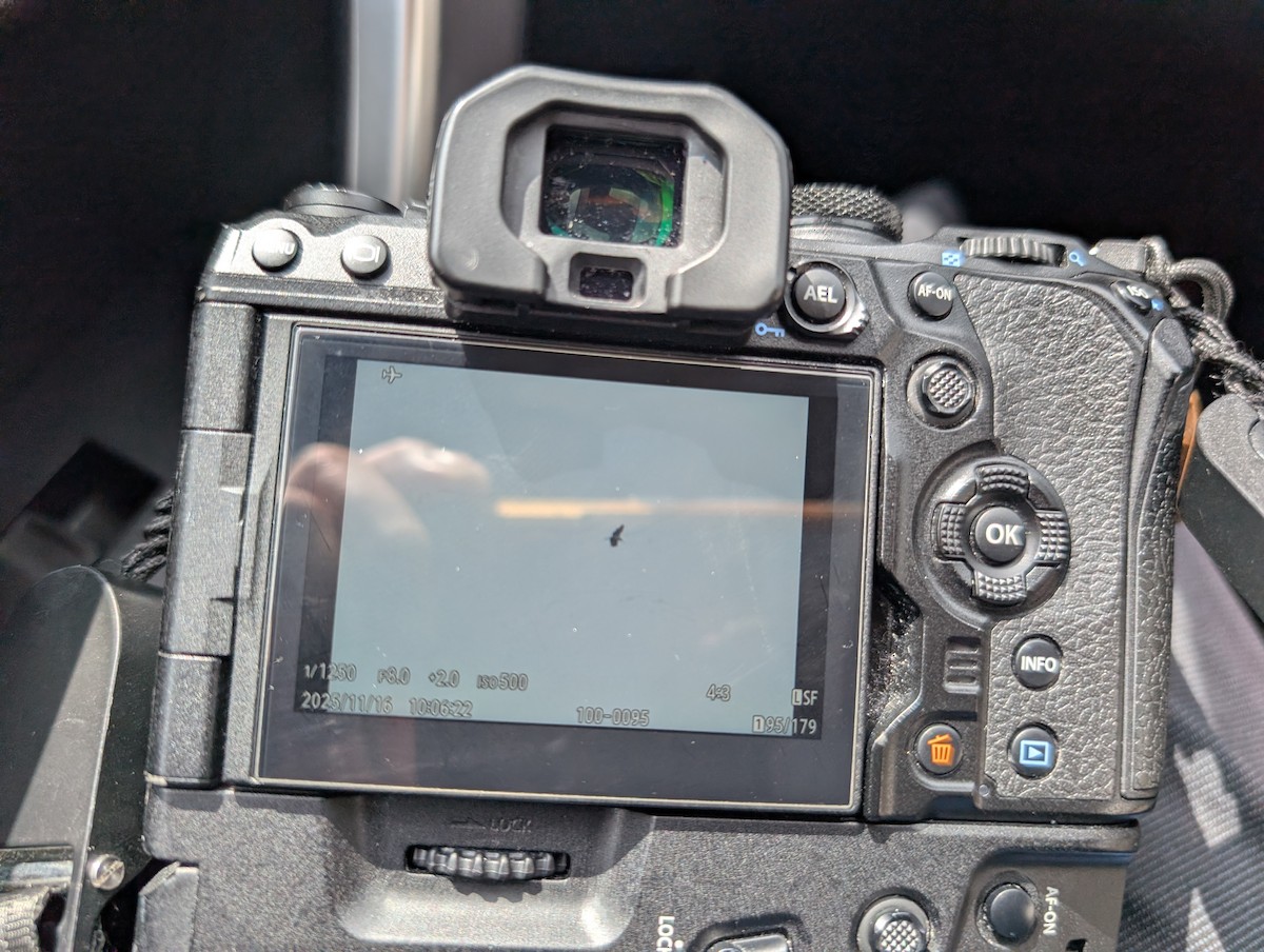 コハゲコウ - ML645311714