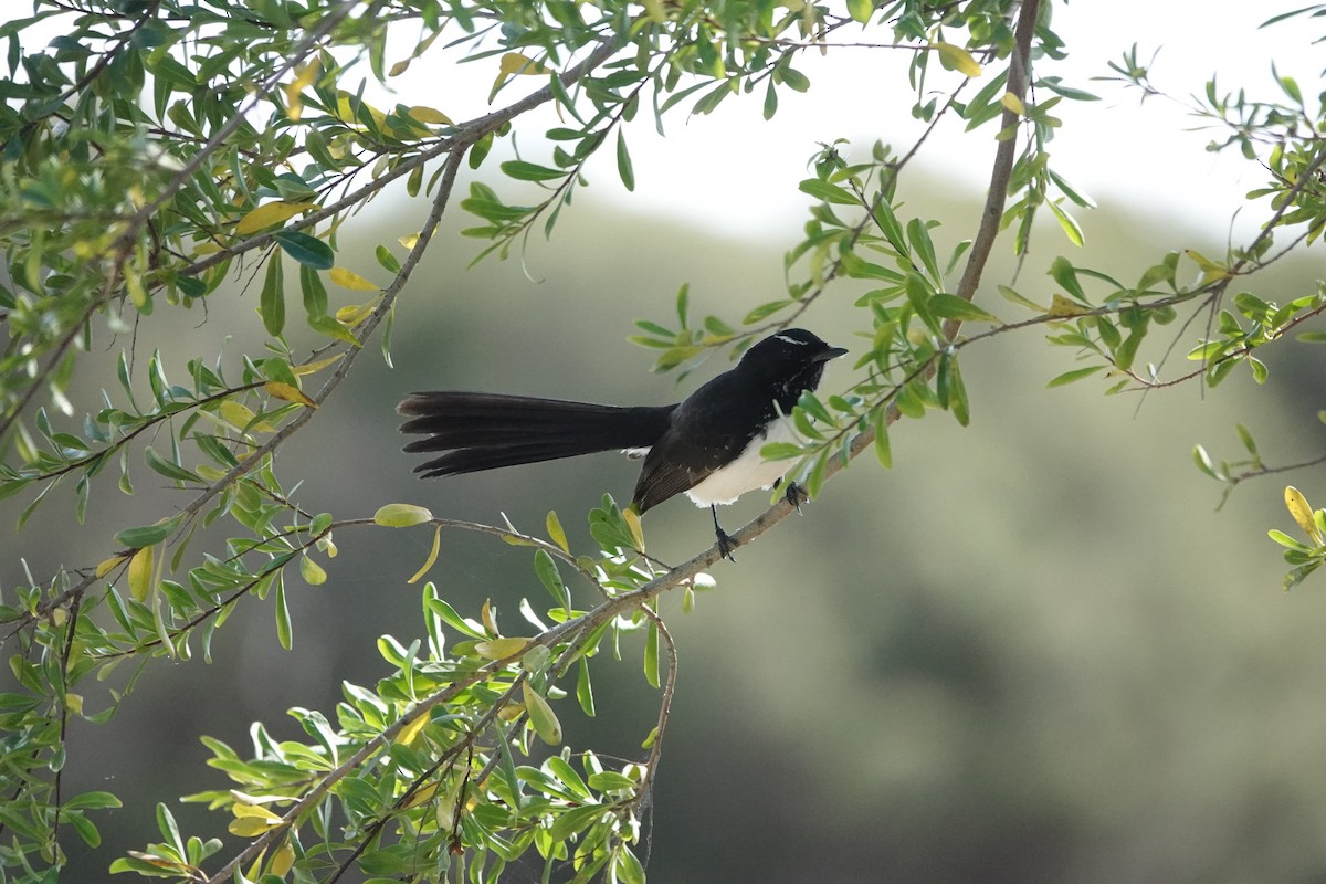 Willie-wagtail - ML645311716