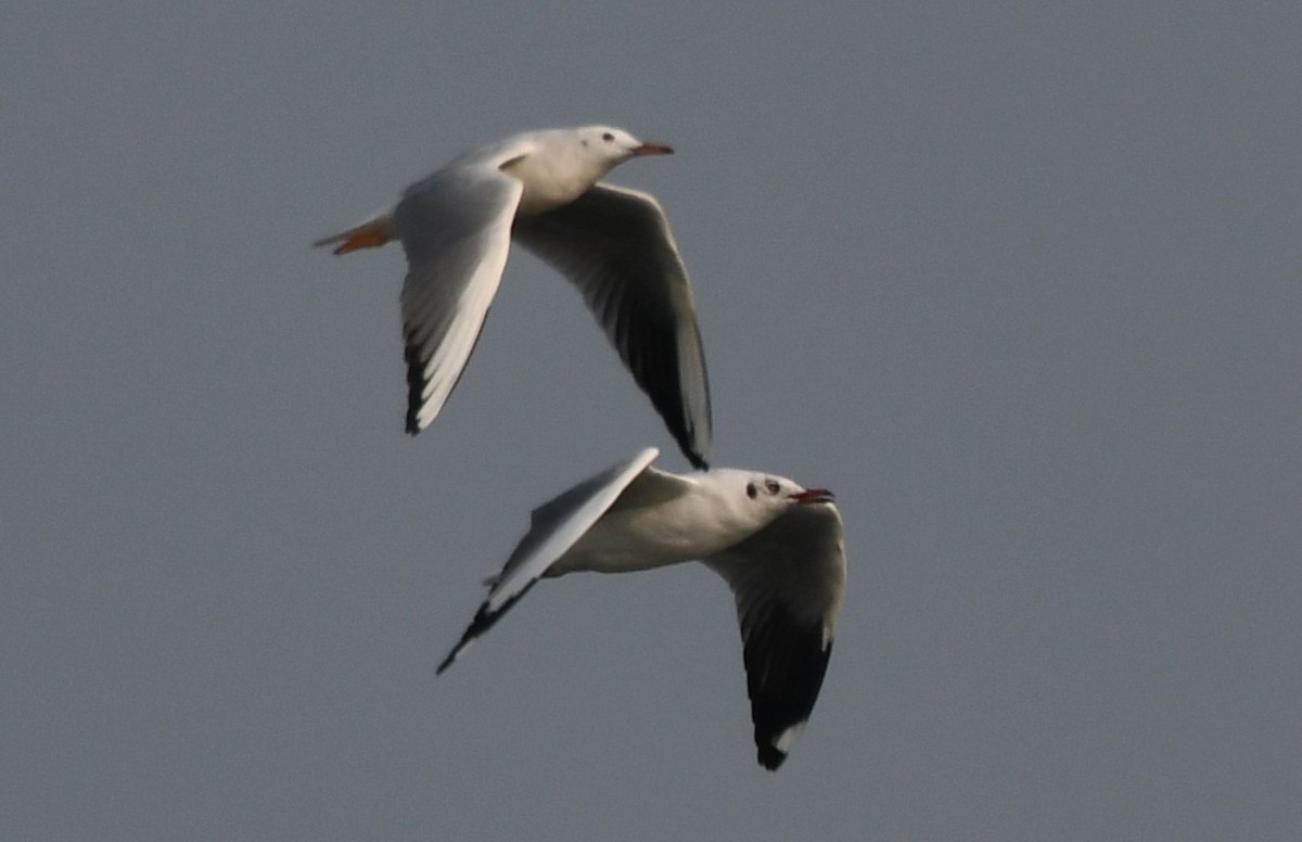 ハシボソカモメ - ML645311720