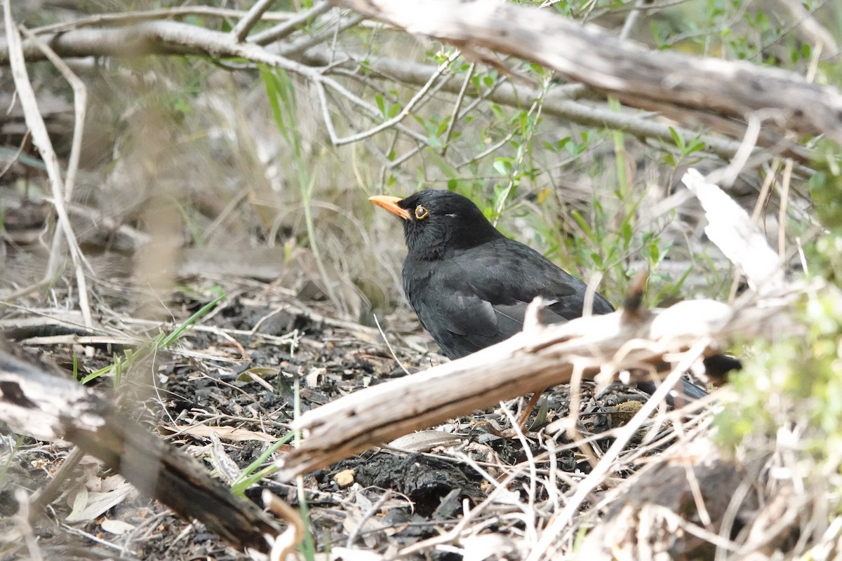 Eurasian Blackbird - ML645311724