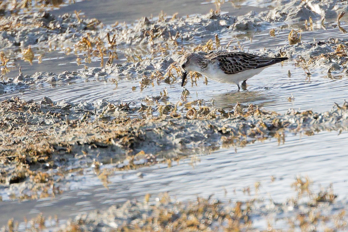 Little Stint - ML645311754