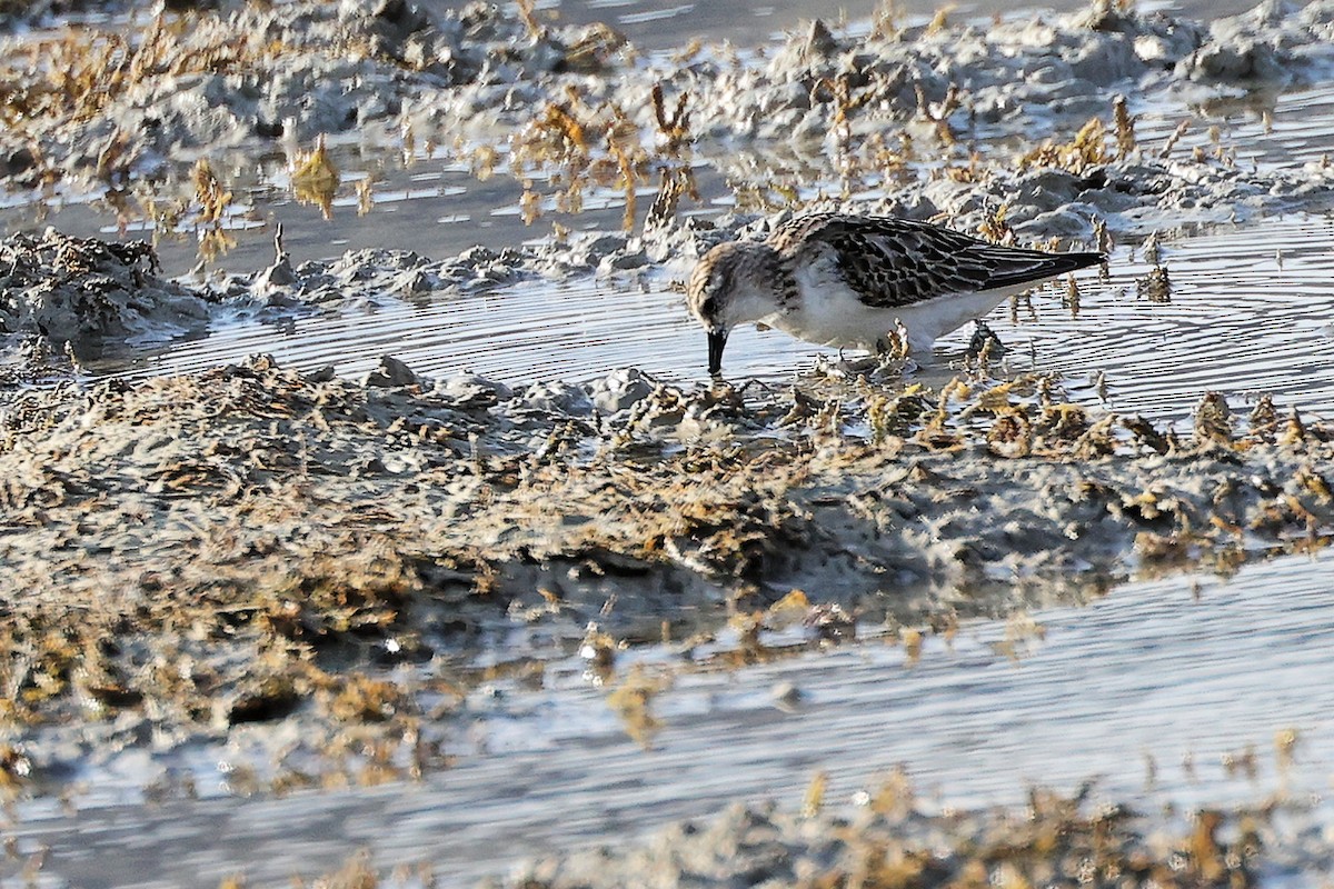 Little Stint - ML645311756