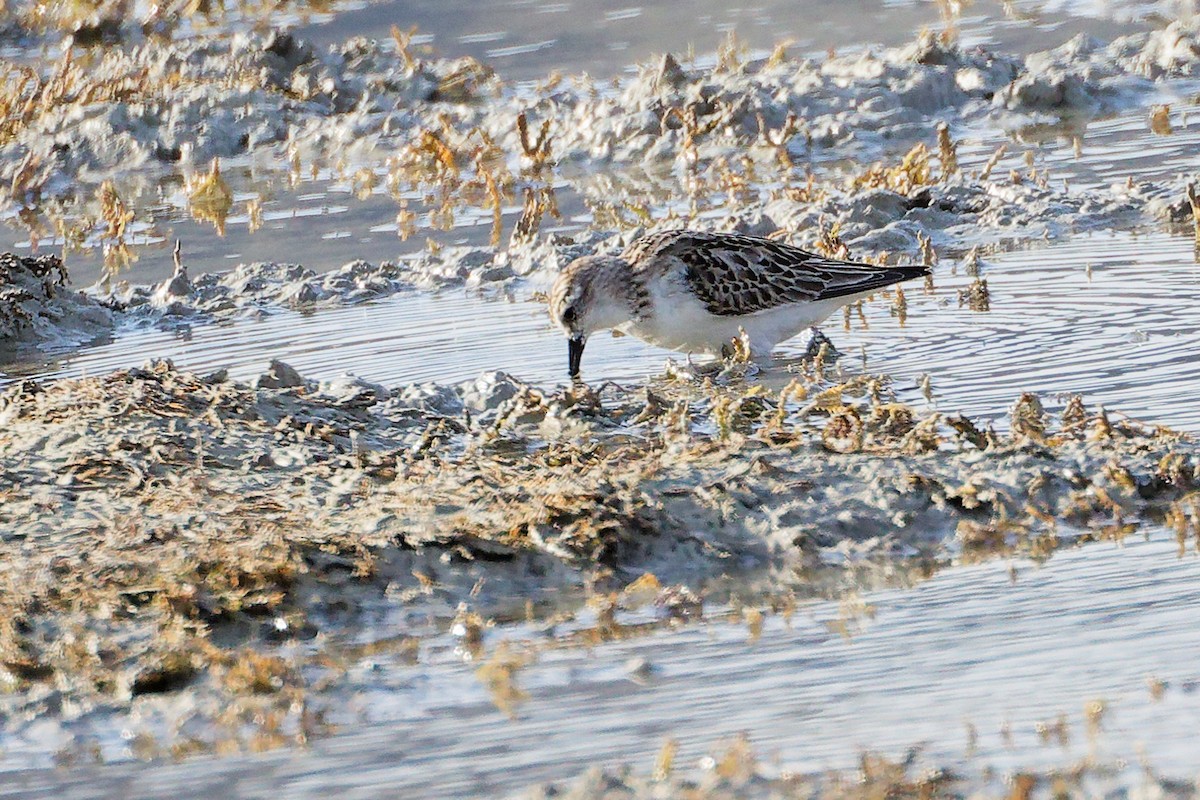 Little Stint - ML645311757