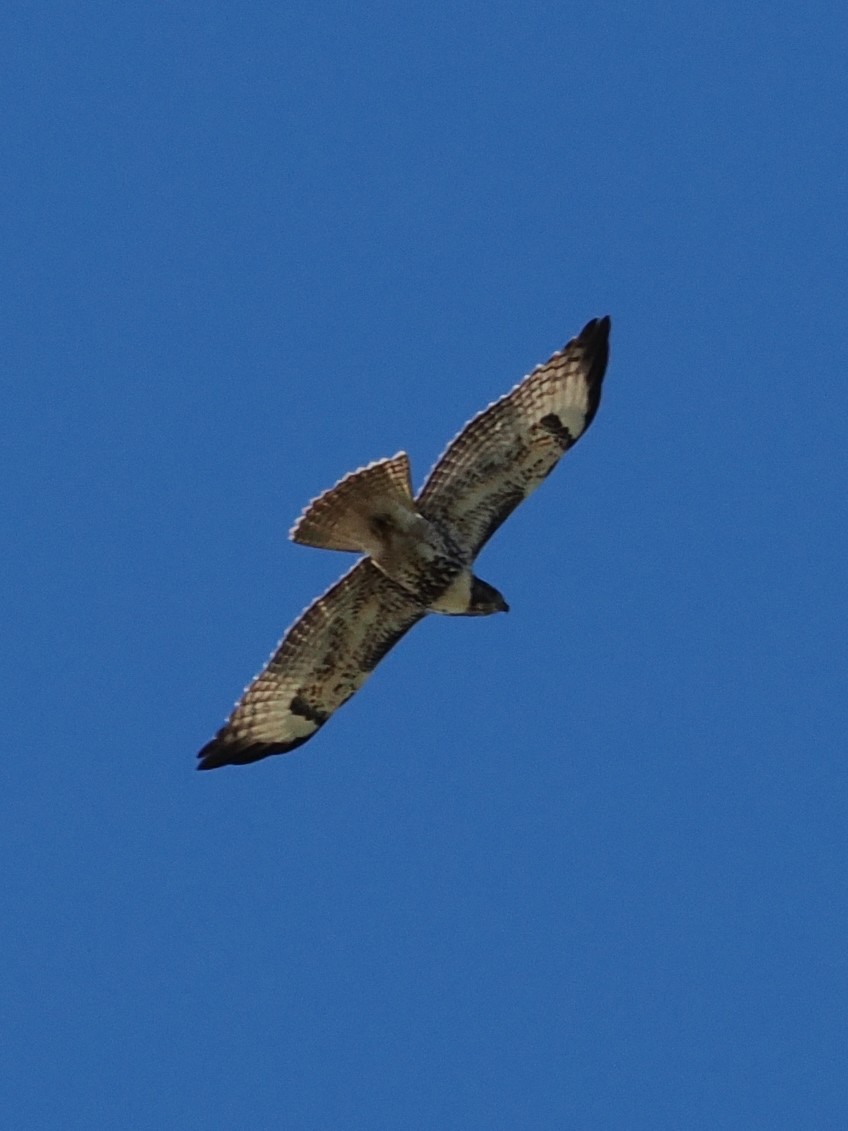 Red-tailed Hawk - ML645311759