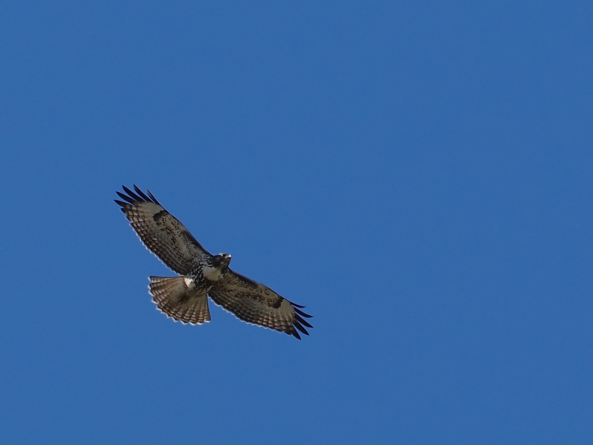 Red-tailed Hawk - ML645311761