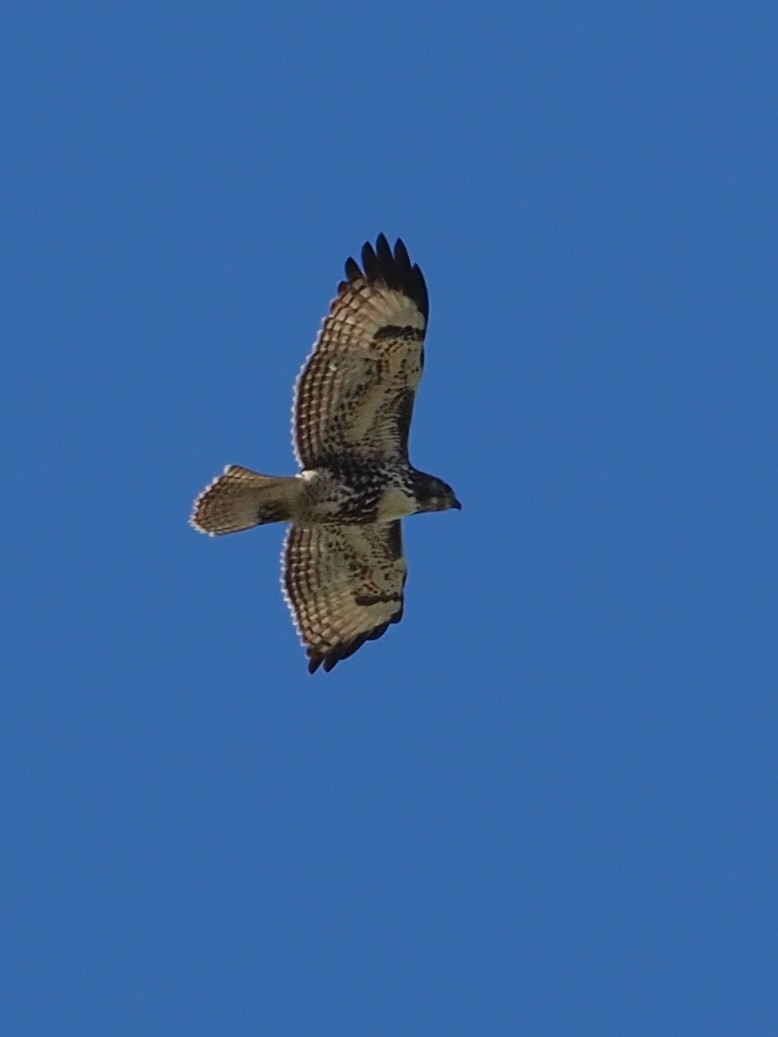 Red-tailed Hawk - ML645311762
