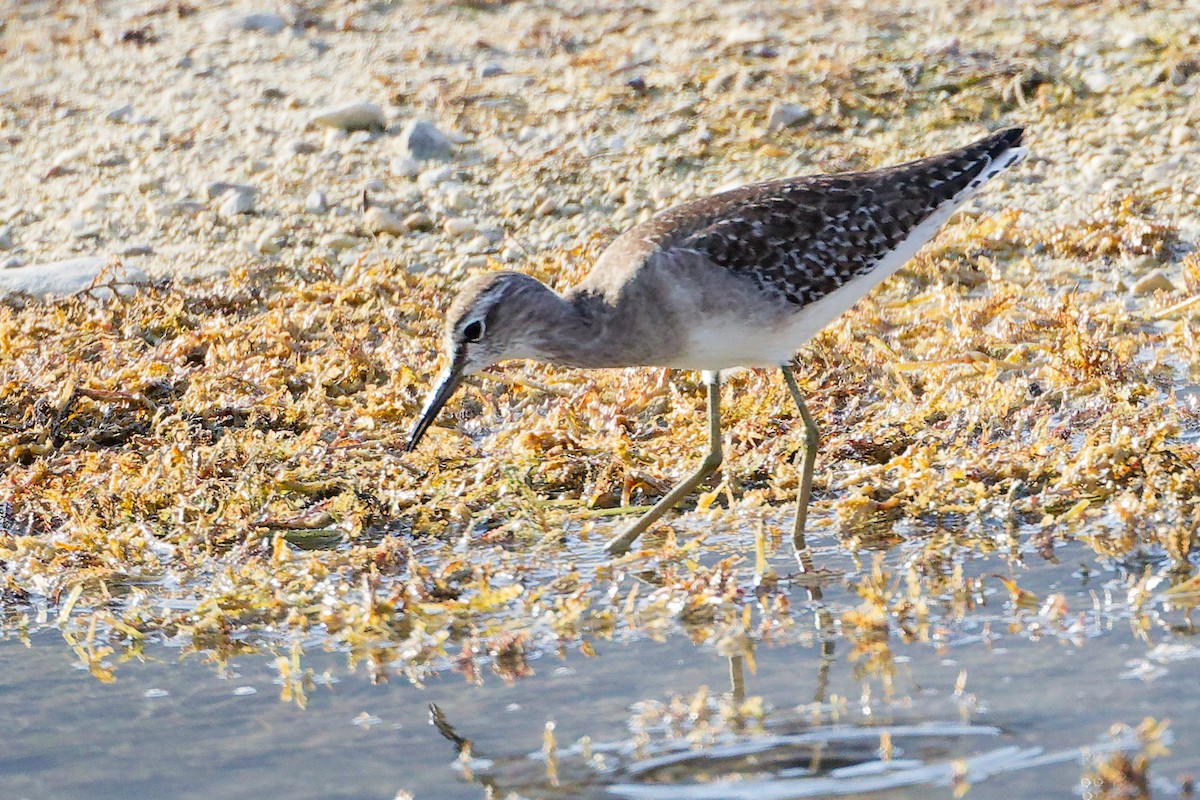 Коловодник болотяний - ML645311766