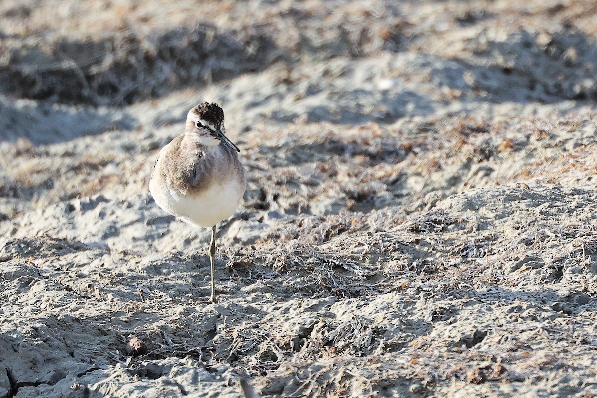 Коловодник болотяний - ML645311767