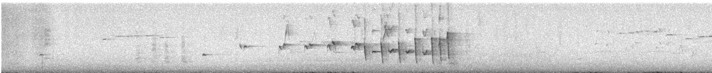 Noisy Scrub-bird - ML645311768