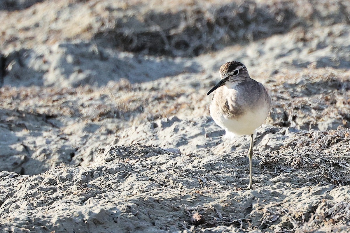 Коловодник болотяний - ML645311770
