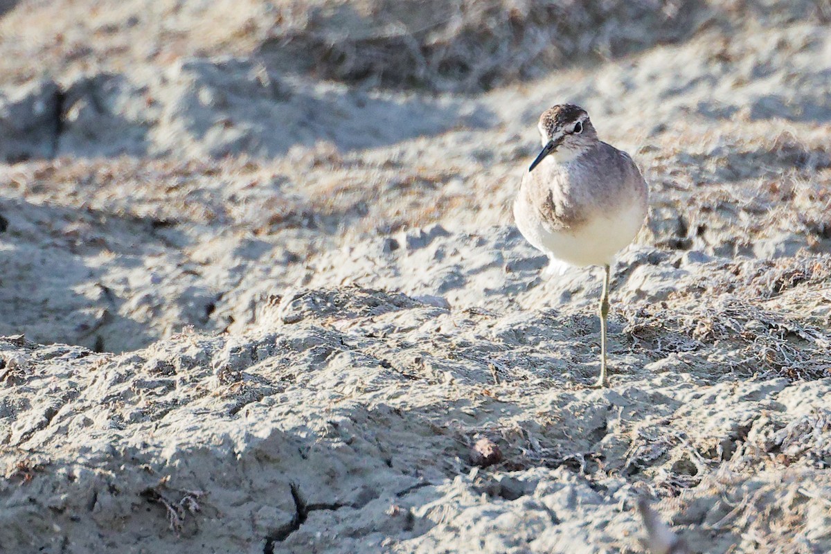 Коловодник болотяний - ML645311771