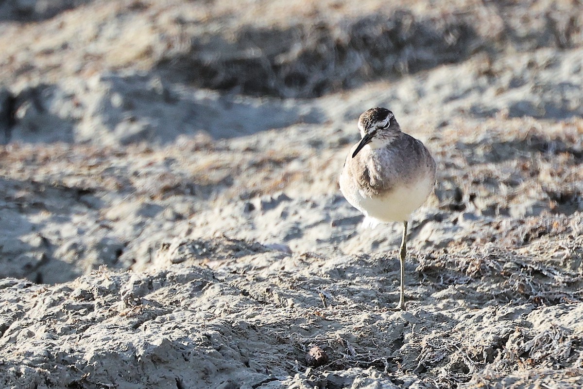 Коловодник болотяний - ML645311772