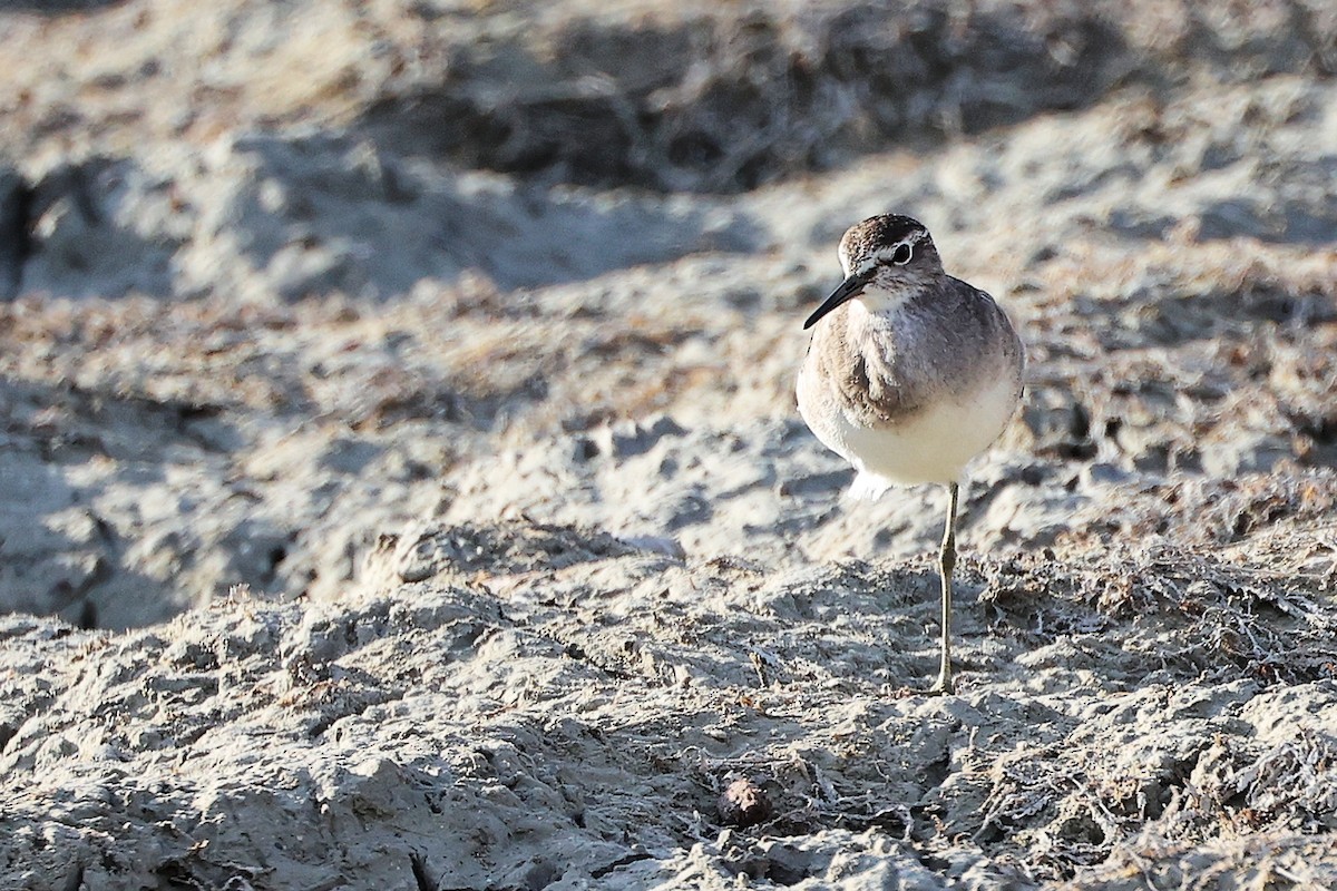 Коловодник болотяний - ML645311774